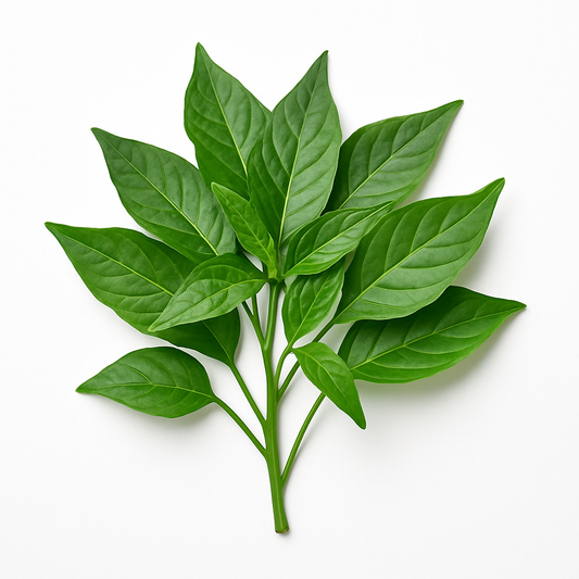 Chilly Leaves