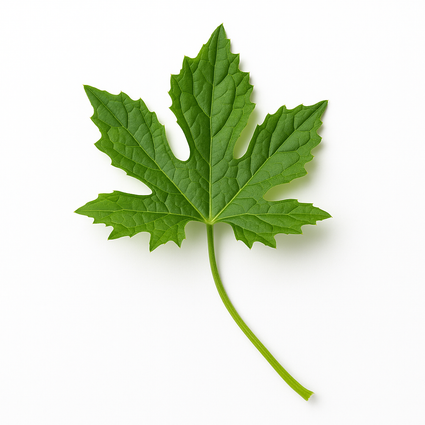 Leaves