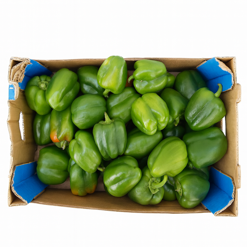Capsicum Green (Box)