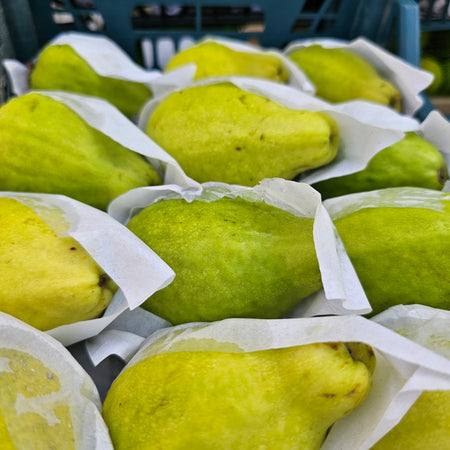 Guava Egypt(Box 1.5Kg)