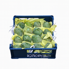 Mango Keitt Small (3.30Kg Box)