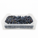 Grape Black Seedless