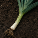 Leek Leaves