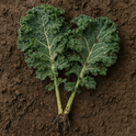 KALE LEAVES-HOLLAND