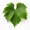 Grape Leaves