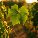Grape Leaves