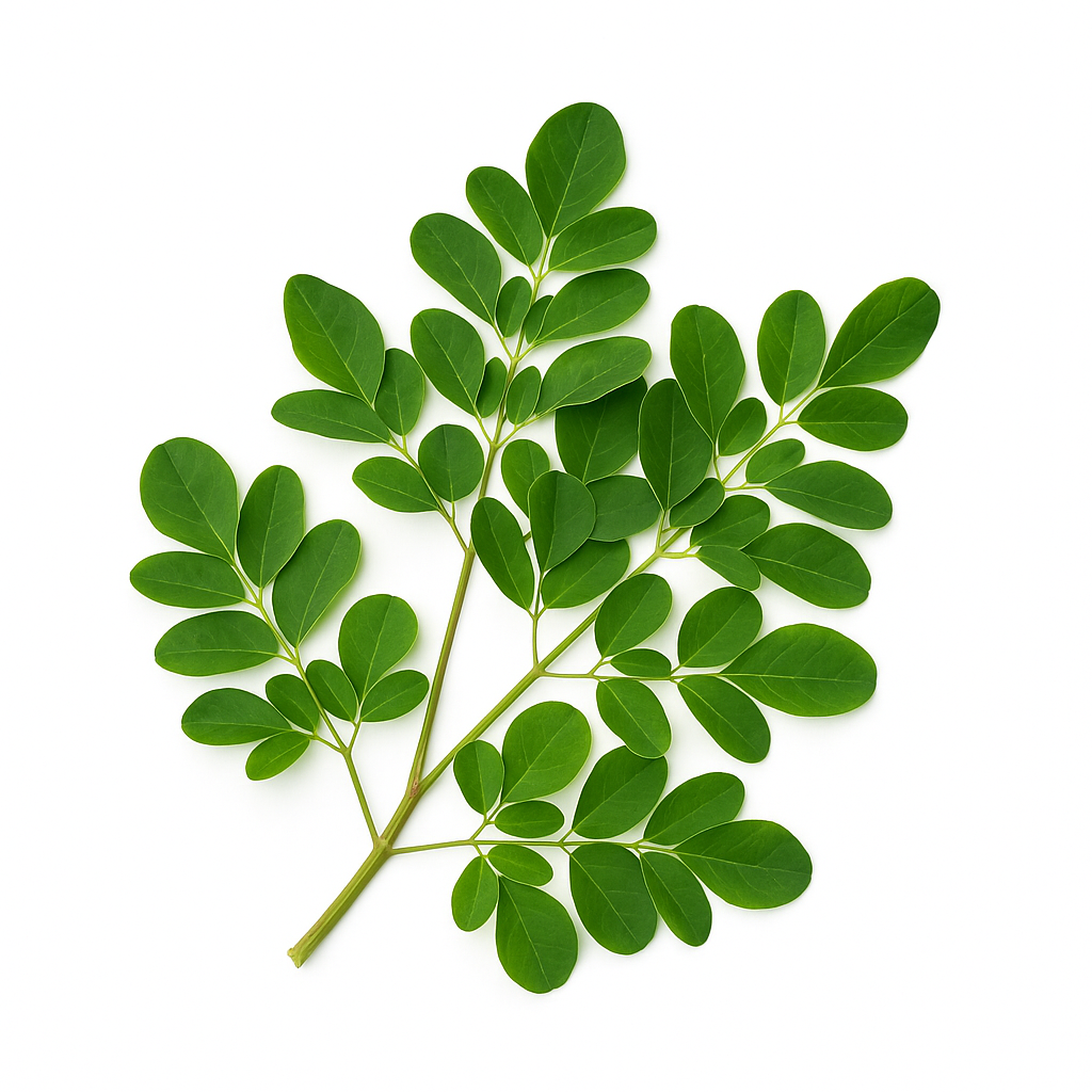 Drumstick Leaves/Moringa Leaves