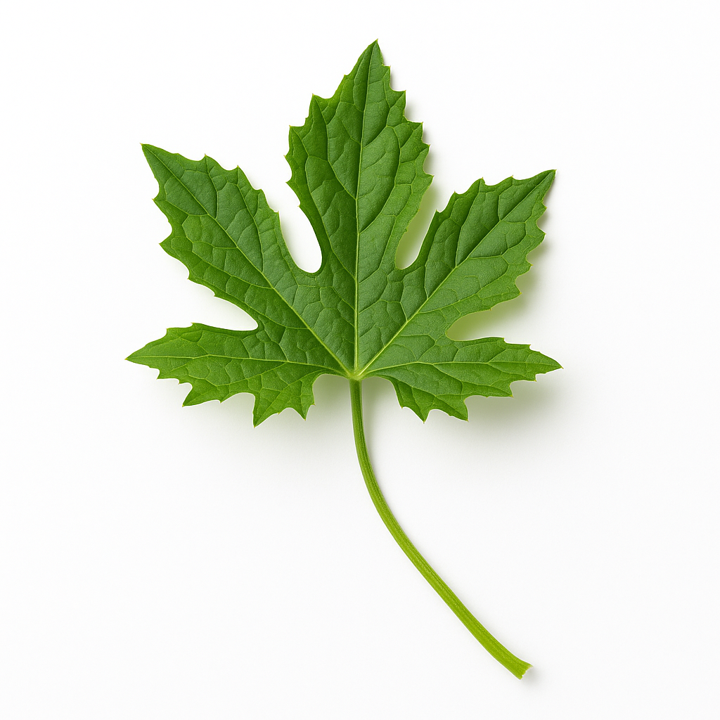 Bitter Gourd Leave