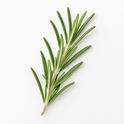 Rosemary Leaves