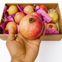Pomegranate Yemen (Prince Size)