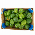Capsicum Green (Box)