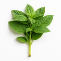 Basil Leaves (Kenya)