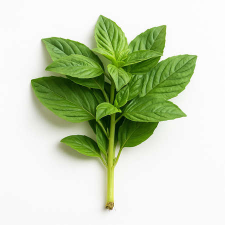 Basil Leaves (Kenya)