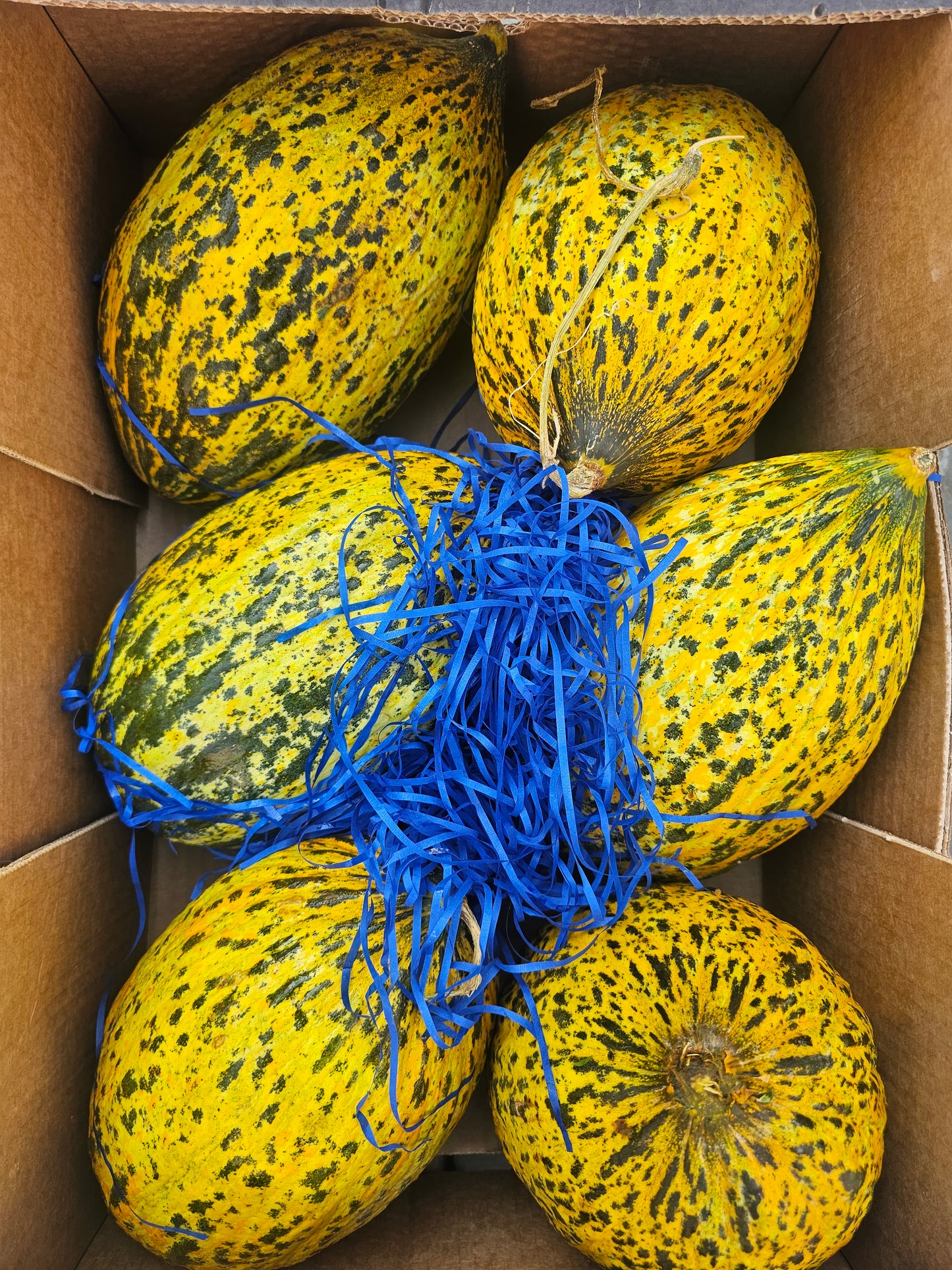 Santa Claus Melon/Sapo Melon