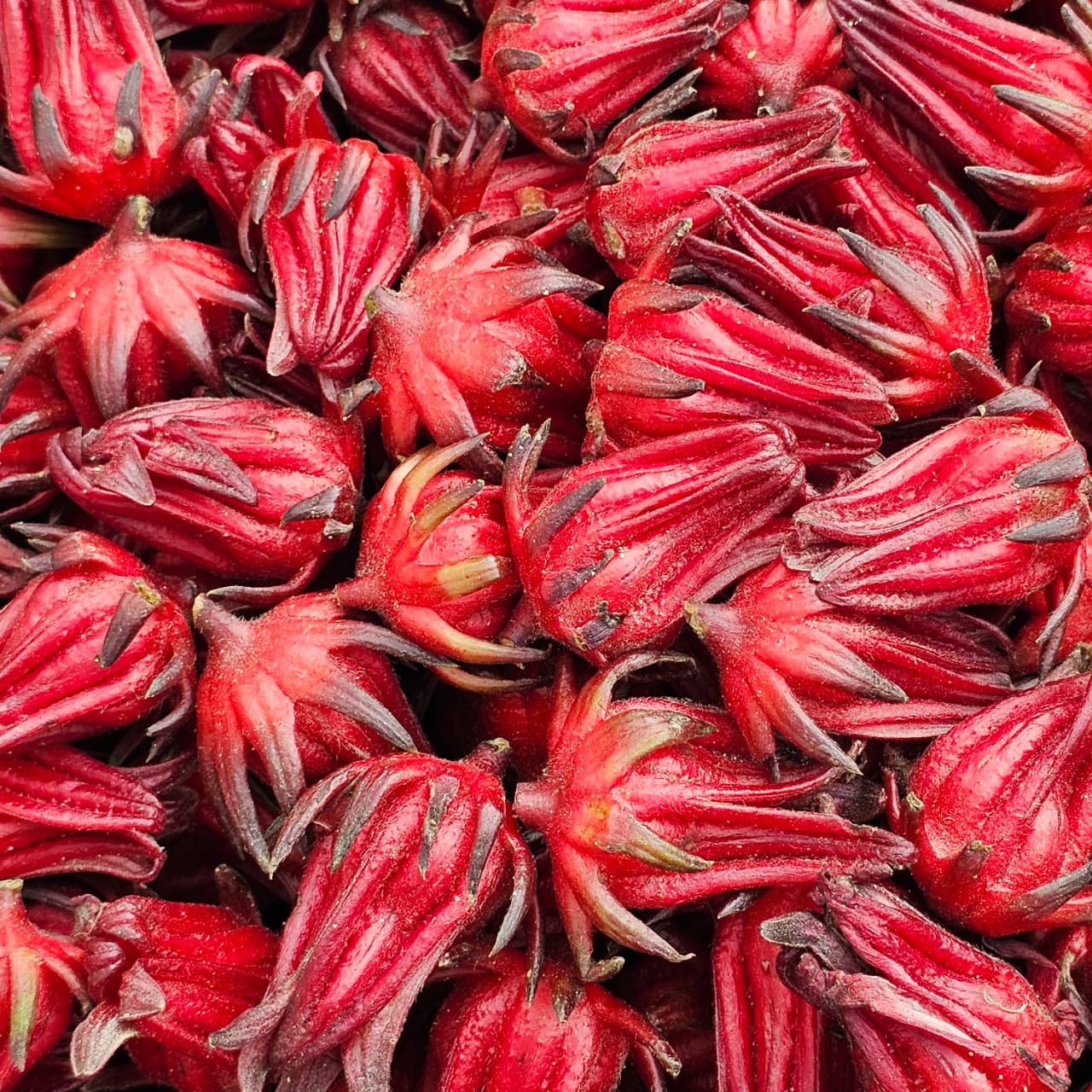 Roselle Flower/Hibiscus (Box)