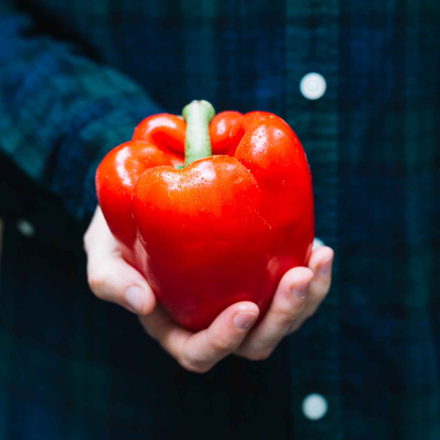 Capsicum Red (KG)